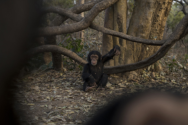 Portrait of Pépé, the youngest resident of the Chimpanzee Conservation Center in Guinea. At the CCC, he is regaining a zest for life after his tragic capture from the wild. According to the Great Apes Survival Partnership (GRASP), for every young chimpanzee saved, approximately 10 members of its family will likely have been killed during the process.