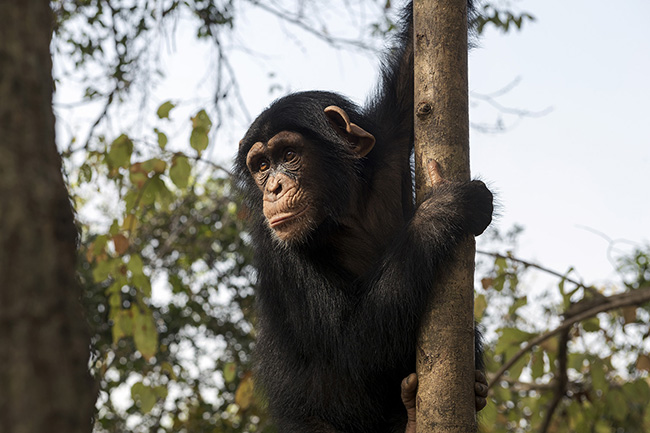 Portrait of Tola, a two-year-old baby chimpanzee who arrived at the Chimpanzee Conservation Center one year ago after being seized by Guinean authorities in a mining concession.