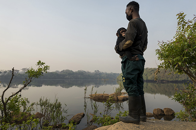 To ensure their rehabilitation, the chimpanzees at the Chimpanzee Conservation Center in Guinea go out into the bush accompanied by caregivers every day. Here, Pépé, a one-and-a-half-year-old baby chimpanzee rescued from poaching, is in the arms of Michel, his caregiver, by the Niger River. Caregivers play an essential role in the upbringing of baby chimpanzees, acting as both group leaders and surrogate 'mothers'.