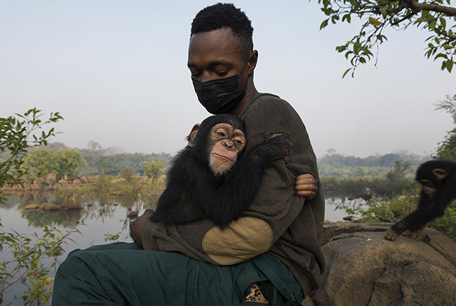 Pépé tenderly embracing his carer Michel. At the Chimpanzee Conservation Center in Guinea, Tte bonds that connect the baby chimpanzees to their caregivers are very strong and essential for developing the necessary trust for a potential return to the wild. Chimpanzees require prolonged maternal care, and the duration of their infant dependency is one of the longest in the animal kingdom.