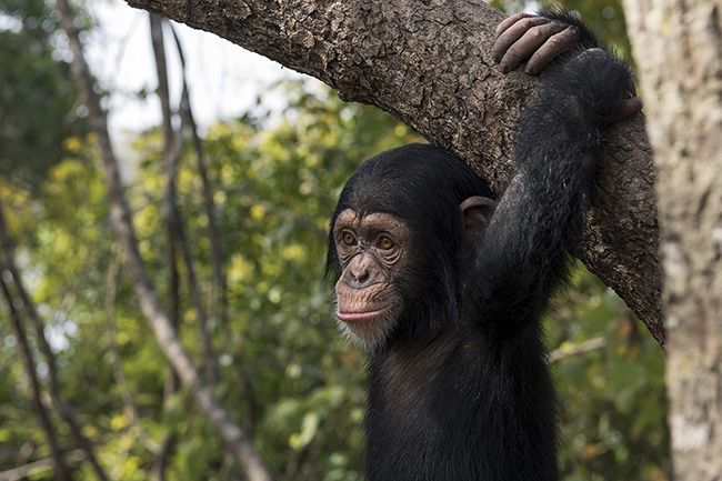 Portrait of Pépé, the youngest resident of the Chimpanzee Conservation Center in Guinea. At the CCC, he is regaining a zest for life after his tragic capture from the wild.