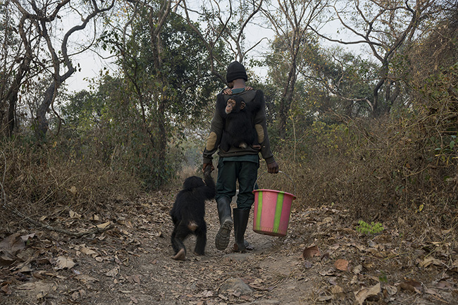 Michel returns to the sanctuary after a morning spent in the bush with Bingo, Tola, and Pépé, the three current baby residents of the Chimpanzee Conservation Center in Guinea, clinging around him.