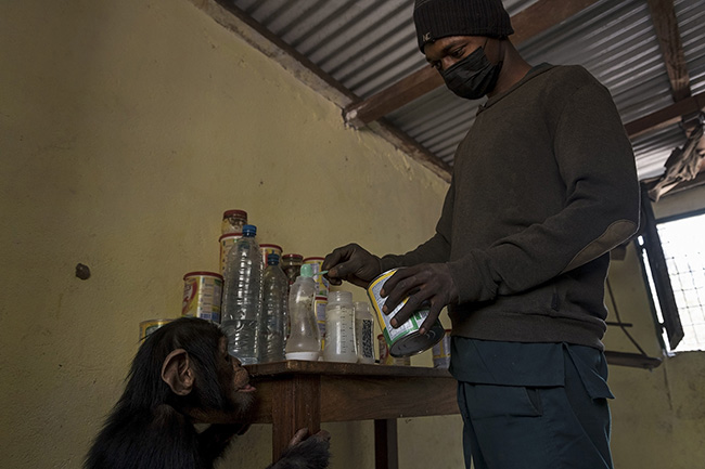 Under Tola's interested gaze, Michel, a caregiver at the Chimpanzee Conservation Center in Guinea, prepares bottles for the three current baby residents of the sanctuary. In addition to their daily ration of fruits and vegetables, the younger ones are still supplemented with milk.