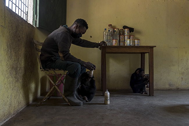 Michel, a caregiver at the Chimpanzee Conservation Center in Guinea, bottle-feeds Pépé. In addition to their daily ration of fruits and vegetables, the younger ones are still supplemented with milk.