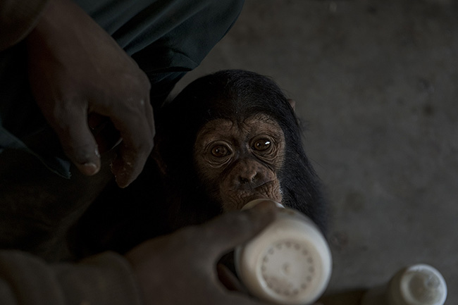 Michel, a caregiver at the Chimpanzee Conservation Center in Guinea, bottle-feeds Pépé. In addition to their daily ration of fruits and vegetables, the younger ones are still supplemented with milk.
