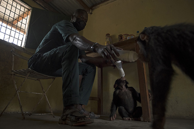 Eddy, a caregiver at the Chimpanzee Conservation Center in Guinea, bottle-feeds Pépé and Tola. In addition to their daily ration of fruits and vegetables, the younger ones are still supplemented with milk.