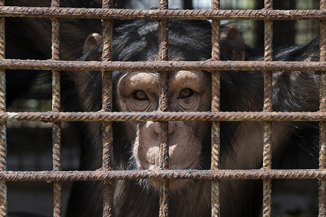 Portrait of a chimpanzee in a cage. To avoid conflicts and ensure that all chimpanzees receive their food ration, some meals for the adults are given in cages. Around the age of 8, chimpanzees at the Chimpanzee Conservation Center in Guinea are gradually separated from humans and placed in spacious enclosures. It is at this time that they form a group and establish a hierarchy based on their interactions and alliances they create.