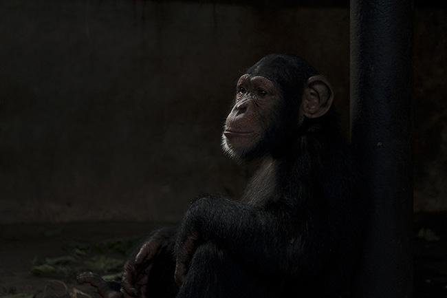 Portrait of Dali, a 6-year-old chimpanzee. He arrived at the Chimpanzee Conservation Center in Guinea about 4 years ago after being confiscated from a poacher by Guinean authorities.