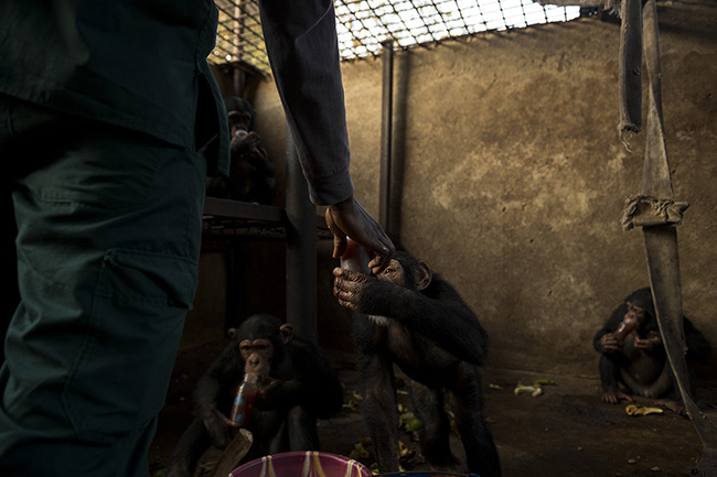 Distribution of bottles to the 'adolescents.' Before each outing in the bush, the young chimpanzees receive a bottle of milk, here enriched with honey. In addition to their daily ration of fruits and vegetables, the younger ones are still supplemented with milk.