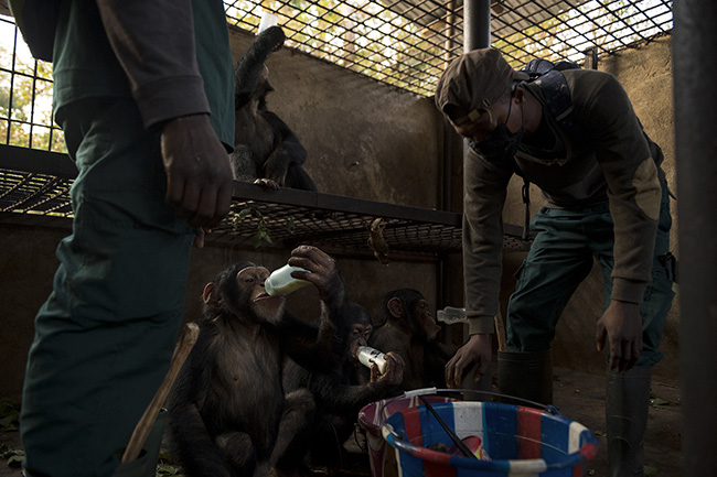 The young chimpanzees, Dali, César, Marco, and Sewa, drinking from their bottles. Before each outing in the bush, the young chimpanzees receive a bottle of milk. In addition to their daily ration of fruits and vegetables, the younger ones are still supplemented with milk.