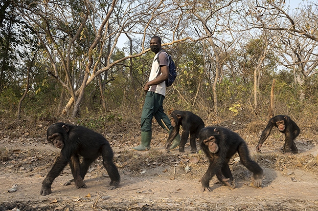 Departure to the bush for Dali, César, Marco, and Sewa, the four 'adolescents' of the Chimpanzee Conservation Center in Guinea, accompanied by Saliou, a caregiver. The program: to learn about freedom and group life before finding their place in a clan.
