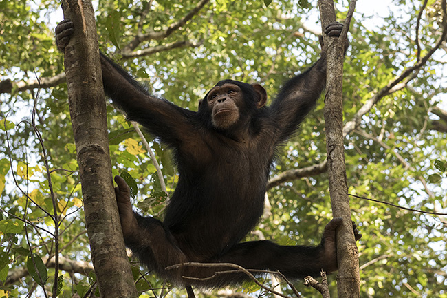 Portrait of Dali in the trees. The young chimpanzees at the Chimpanzee Conservation Center in Guinea must learn to move in the forest, climb trees, and search for food in order to have a chance of being released into the wild as adults.