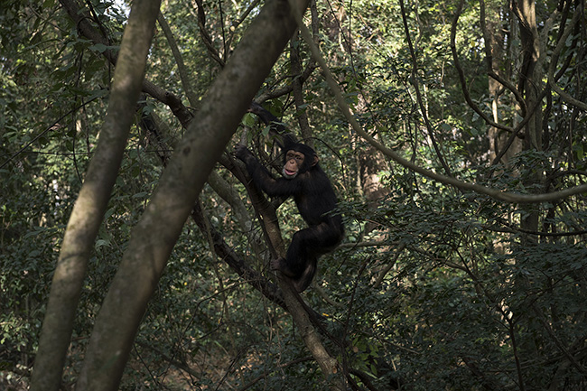 Portrait of Sewa in the forest. The young chimpanzees at the Chimpanzee Conservation Center in Guinea must learn to move in the forest, climb trees, and search for food in order to have a chance of being released into the wild as adults.