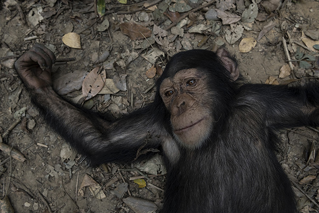 Portrait of Cesar. This 6-year-old male chimpanzee arrived at the Chimpanzee Conservation Center in Guinea 5 years ago after being confiscated from traffickers by Guinean customs at the Sierra Leone border.