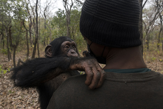 A knowing and tender look between Marco and Michel, a caregiver at the Chimpanzee Conservation Center in Guinea. Caregivers are essential to the upbringing of chimpanzees. They play a crucial role in the development of their social bonds. Chimpanzees that are not socialized will not only be difficult to rehabilitate but also challenging to integrate into family groups.