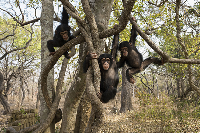 The three current baby residents of the Chimpanzee Conservation Center in Guinea, from left to right: Bingo, Tola, and Pépé. Since its establishment in 1997, nearly a hundred orphaned chimpanzees have been welcomed at the Chimpanzee Conservation Center. Today, around sixty are still residents.