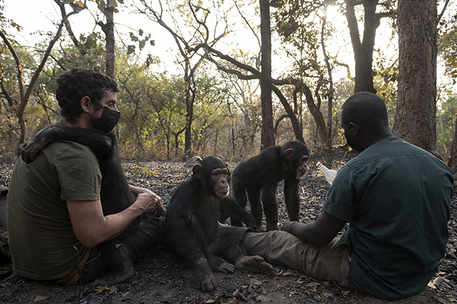 Stuart Beaman, primatologist and director of the Chimpanzee Conservation Center in Guinea, accompanied by Ibrahima, one of the caretakers, on a bush walk with Dali, Cesar, Marco and Sewa, the Center's 4 'adolescents'. During the dry season, although the CCC does its best to control the bush fires around the sanctuary, it is almost inevitable to find yourself in the middle of burnt vegetation on a walk in the forest. Every year at the start of the dry season, local people use bushfires to prepare their fields, control pests or simply clear vegetation.