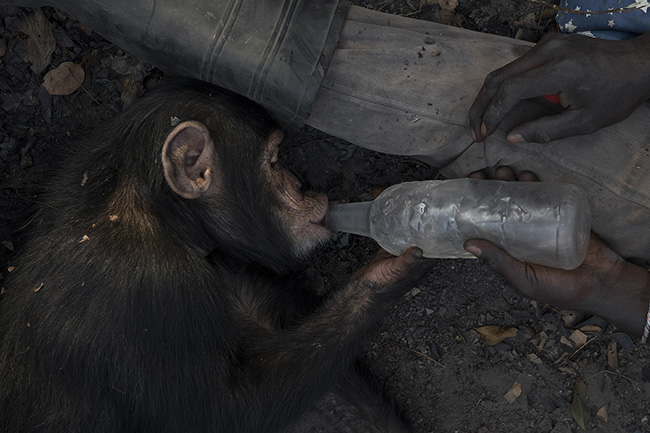 Ibrahima, one of the caregivers at the Chimpanzee Conservation Center in Guinea, gives water to Dali using a bottle.