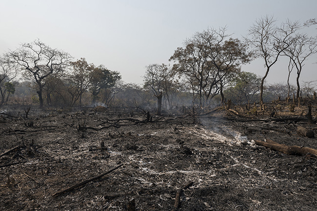 Cut trees and scorched earth for slash-and-burn agriculture near the Haut-Niger National Park in Guinea.