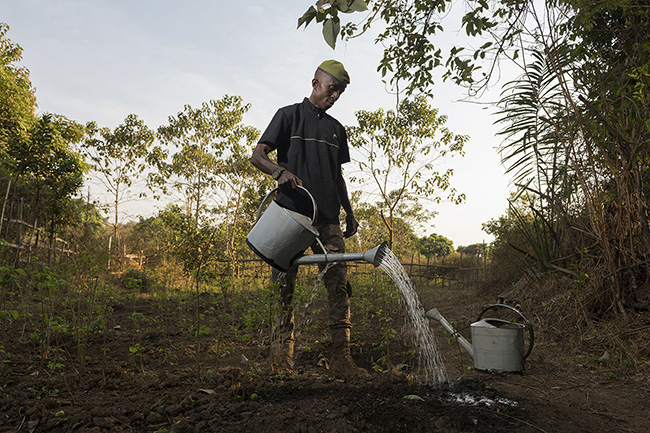 Sergeant Akoye watering melina plants in a nursery.