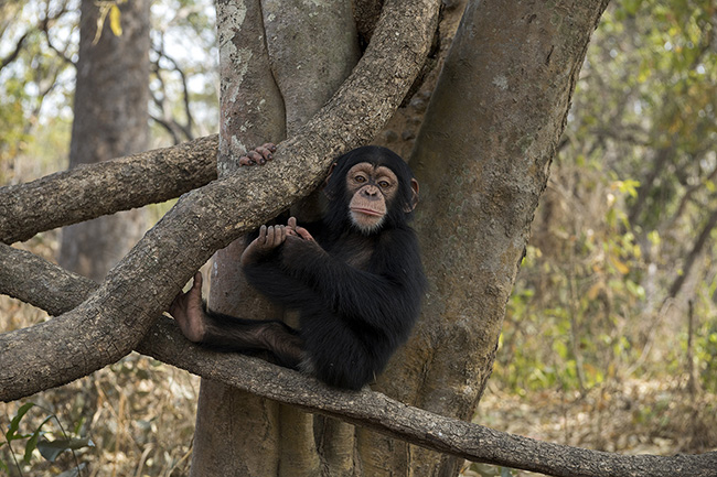 Portrait of Pépé, the youngest resident of the Chimpanzee Conservation Center in Guinea.
