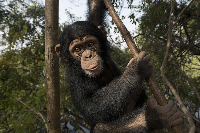 Portrait of Pépé, the youngest resident of the Chimpanzee Conservation Center in Guinea. During forest outings, he learns the necessary skills for a potential return to the wild. It takes at least twelve year of rehabilitation for a chimpanzee to be considered potentially capable of living in the wild again.