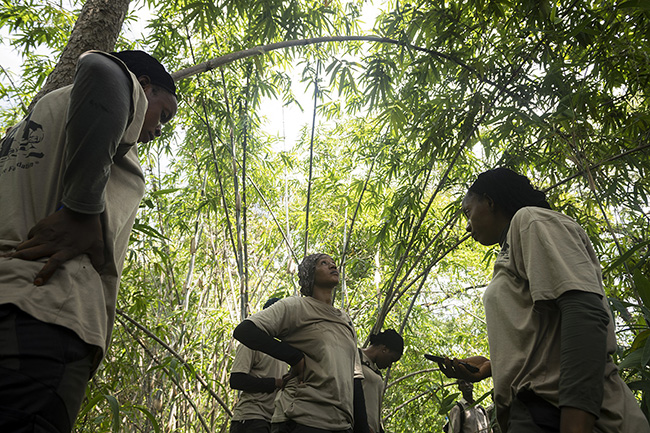 In bamboo groves, the preferred habitat of chimpanzees, it is also necessary to look to the sky, where trees house numerous nests. Accurate measurements are essential for reliable faunal inventories. No indicator or trace on or near the transect line should be missed.
