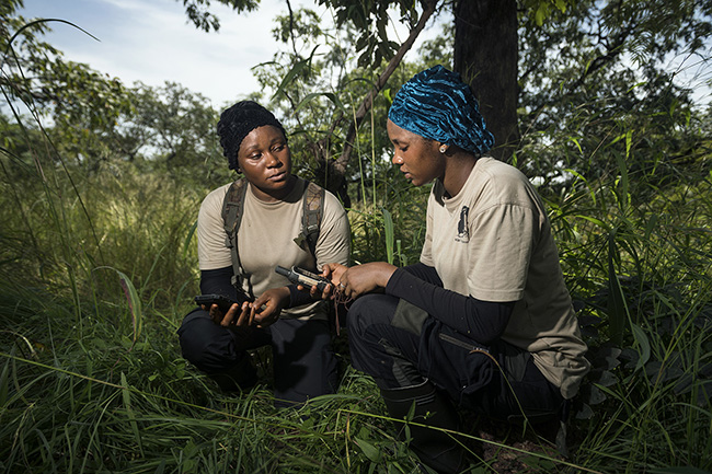Aïcha and Zenab are from the area of the Moyen-Bafing National Park in Guinea. They take pride in working on such an innovative project and are highly dedicated to their work in tackling the challenges posed by the PNMB, firmly believing in the benefits that safeguarding chimpanzees, their habitat, and the environment brings to the local communities in the park and to Guinea as a whole.