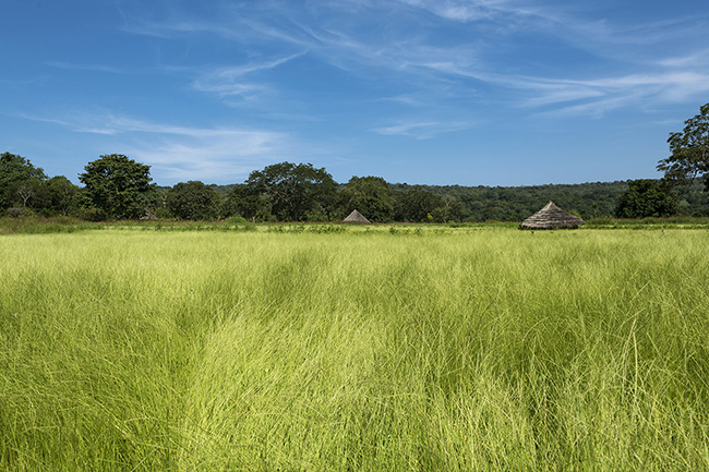 In the villages of the Moyen-Bafing National Park in Guinea, the fields sown with fonio are of a vibrant green color.